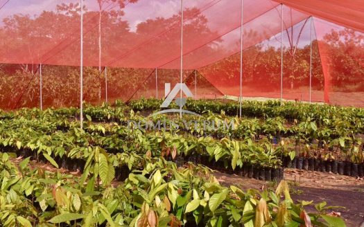 Terreno Productor de Cacao en Pocosol, San Carlos Costa Rica.