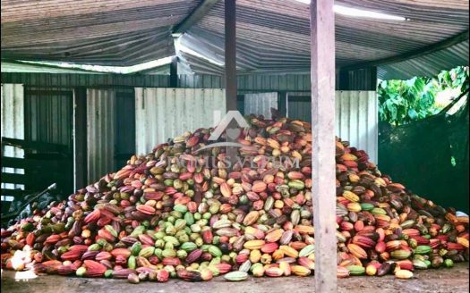 Terreno Productor de Cacao en Pocosol, San Carlos Costa Rica.