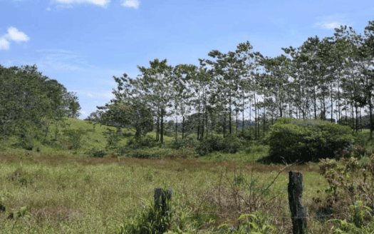 Terreno en Pococí para Agricultura o Compensación de Oxigeno