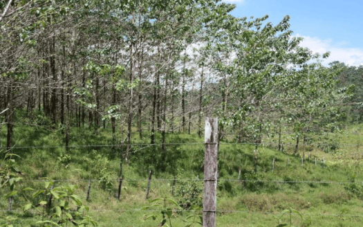 Terreno en Pococí para Agricultura o Compensación de Oxigeno